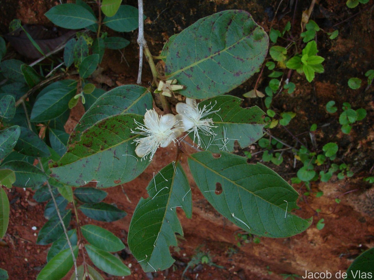 Psidium guajava L.